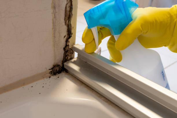 Best Same-Day Mold Removal  in Morris, AL